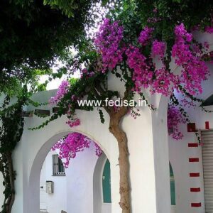 Exterior House Luxury Villa Luxury  House House Front Design Home Front Design-9946